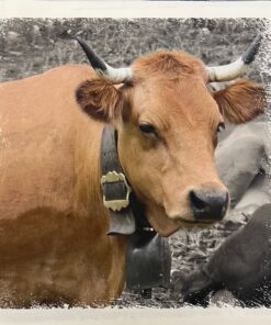 Canvas Panel Kuh Elsa